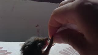 Feeding baby squirrel.