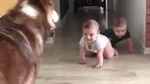 Smart dog playing with boys