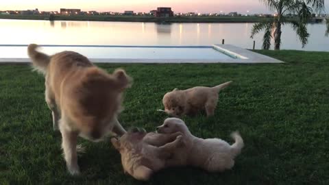 Cachorros Golden jugando con sus padres