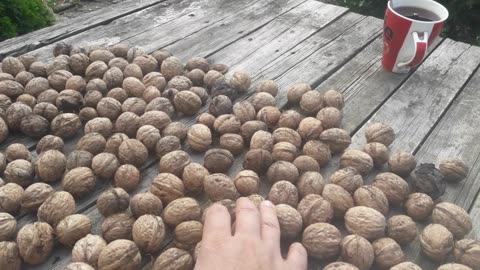 New harvest of walnuts