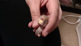 Adorable baby hamster snacks on tiny treat