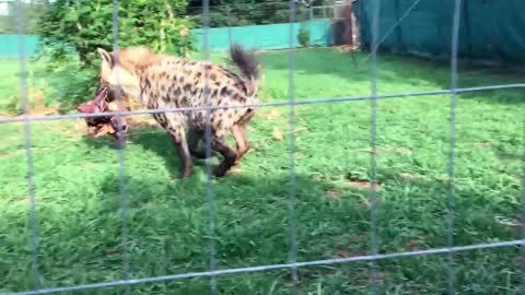 The Famale Hyena Sound "LOUGH"loudly Can't wait her meal