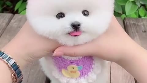 cute dog.mp4