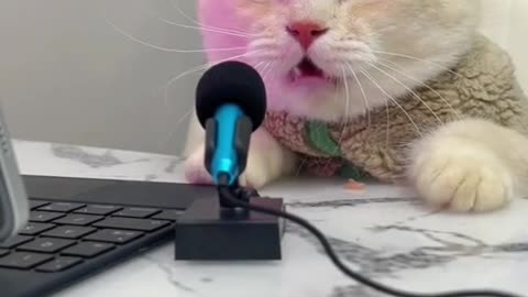 cat sing song