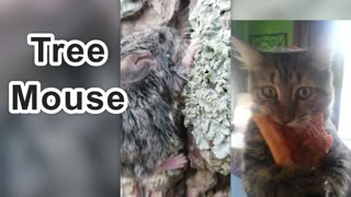 MOUSE CLIMBS TREE AND HIDES IN BARK