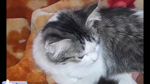Cat sleeping in happy mod and feel ..........