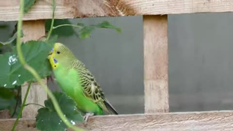 Green Funny Parrot