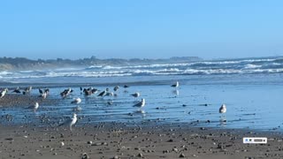 Hanging with The Birds at the beach