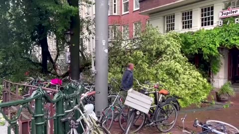 Uprooted trees as summer storm hits Netherlands