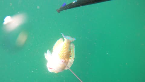 SPEARFISHING For My First Time In Australia's North West!