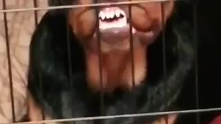 Funny rottweiler shows off her teeth to camera