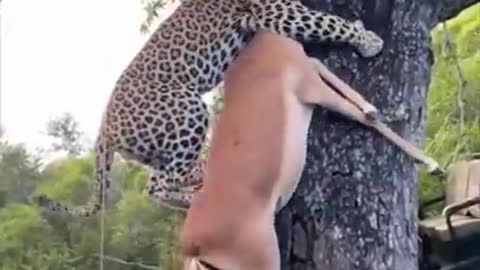 A Leopard Hoists an Impala up a Tree