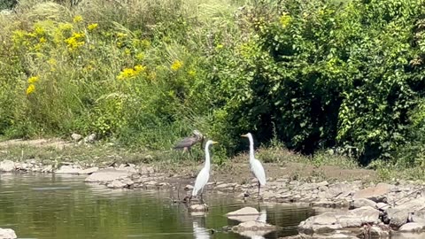 Great Blue Heron and a Cormorant contesting who owns the big fish