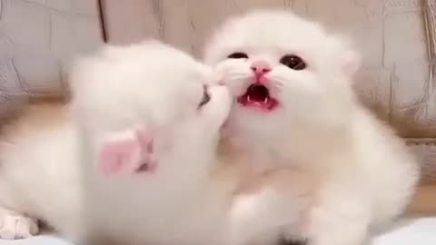 Cute puppies playing 😍😍