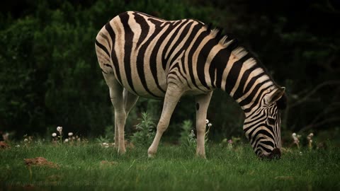 Zebra grazing and head shake in Africa