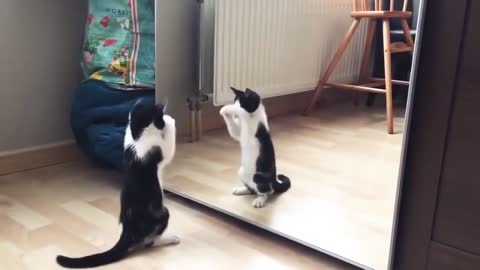 Funny Cat And mirror Video_Funny video_What's App Videos_30 Seconds Status Video_