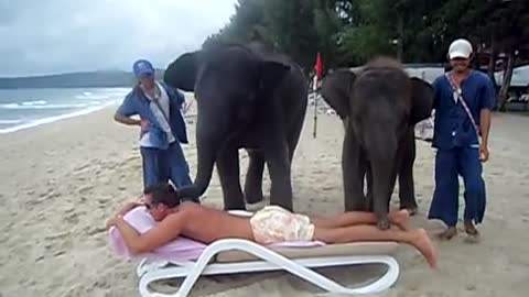 Getting An Elephant Massage In Thailand Might Not Be A Good Idea