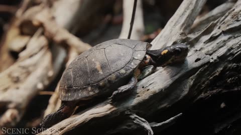 Animals of Amazon 4K | Animals That Call The Jungle Home🌳Amazon Rainforest Scenic Relaxation