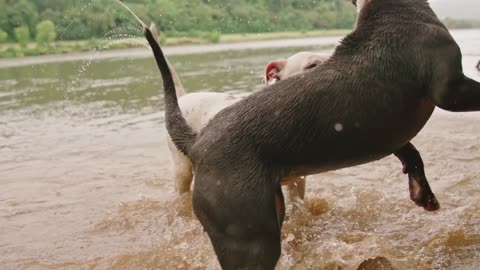 2 Dogs in the River