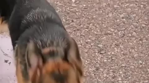 Dog emosanal video