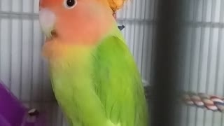 My Bird Follow For More