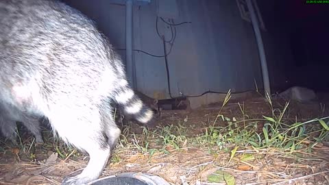 Around The House: Raccoons