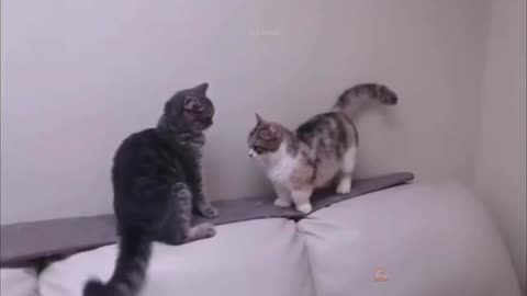 Fighting cat 🐱very funny video😂