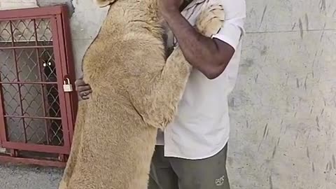 Human and lion love video Amazing