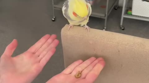 Can Cute Cockatiel Chip Guess Right?