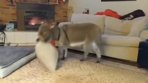 Baby donkey bothering its mother and helping a house wife