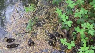 Watch Tweety goose and her young eating in the jungle lake