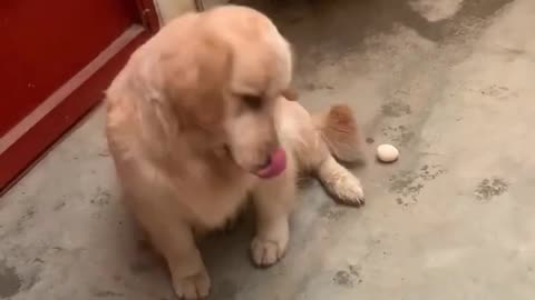 Golden Retriever hides stolen things🫣Funny dog ​​steals eggs from chicken coop🤣
