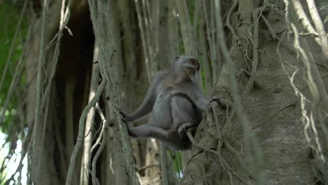 A Monkey Sitting in a Tree Looking Around