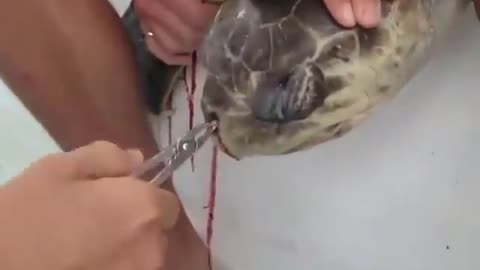 Cried because the turtle had a plastic straw stuck in its nose