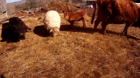 Bull uses backhoe as back scratcher