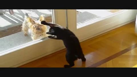 My black cat trying to attack dog behind the window ! Very funny !