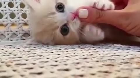 SO CUTE BABY CAT
