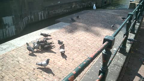 An abundance of Pigeons eating day old bread