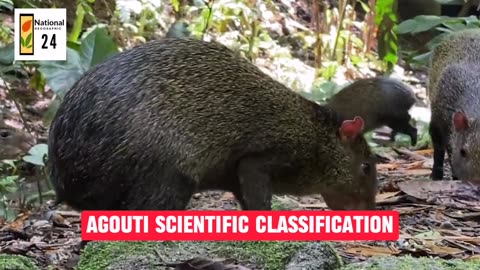 Agouti Scientific Classification | National geographic 24