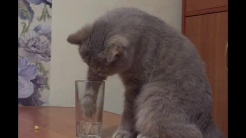 Glass take cat#cat