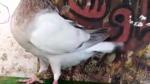 Pigeon khinensi