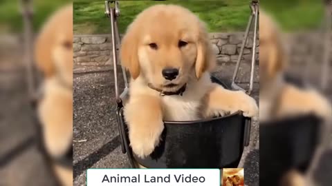 Funniest Cutest Golden Retriever Puppies Funny Puppy Videos