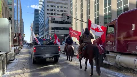 Truckers Freedom Convoy: the Cavalry has Arrived!