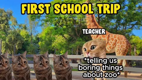 SCHOOL TRIP CAT MEME COMPLIATION