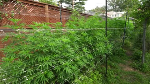 2023 Outdoor Cannabis Garden Tour | Garden Update [#12] - August 1