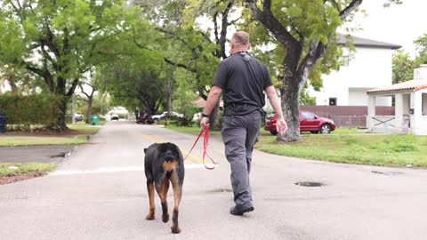 Training Josh Hart's Rottweilers - Pro Player meets Pro Trainer