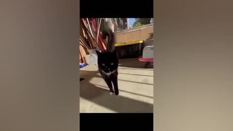 Funny Animal Antics: The Ultimate Compilation of Adorable Chaos