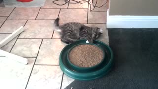 Cute kitten enjoys "spin class"