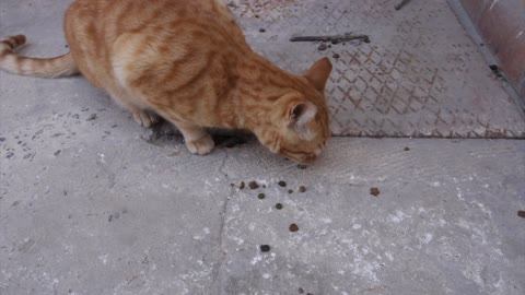 fanny animals-A Cat Eating Outside A House