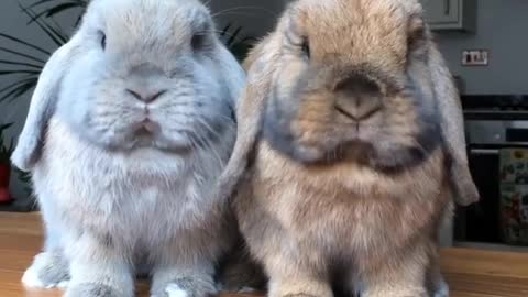 Bunny rabbits chewing food is an extreme cuteness overload